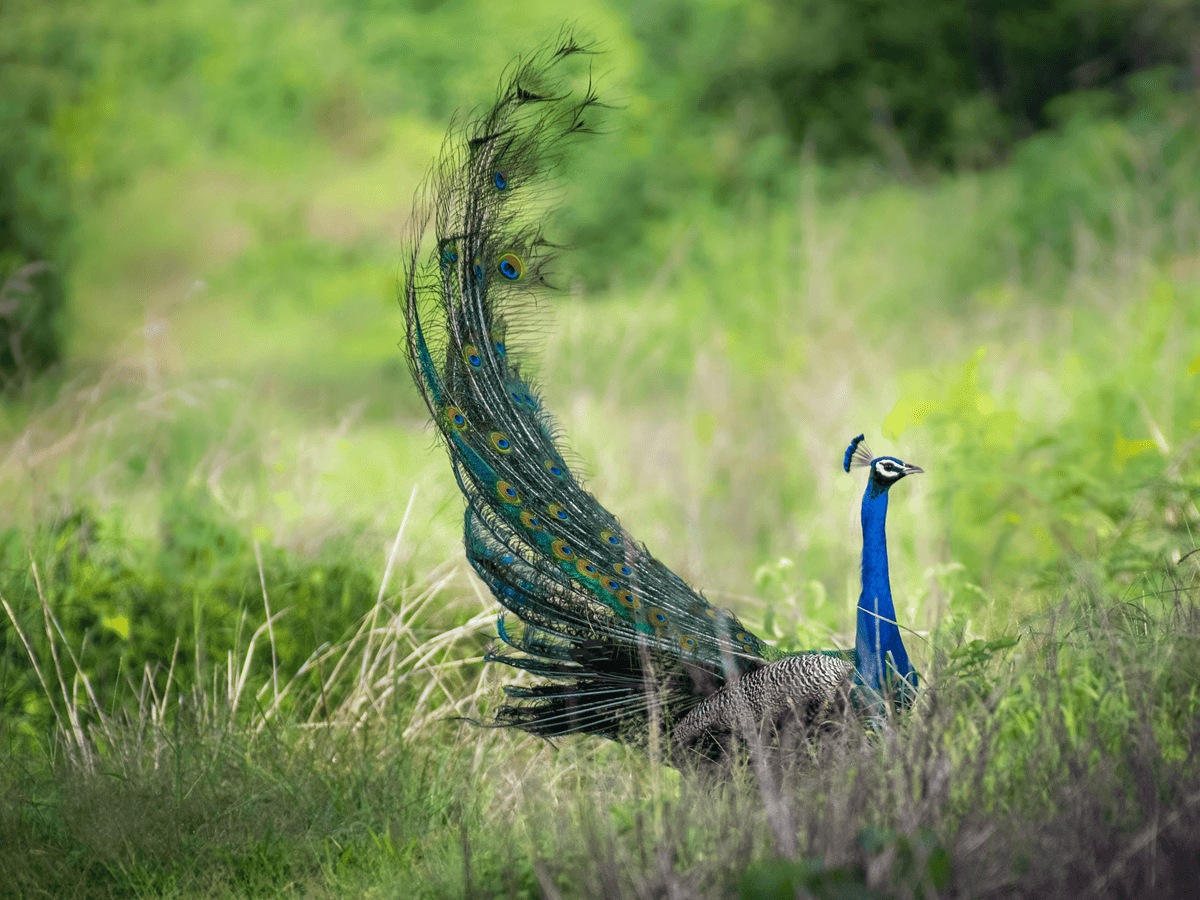 Can Peacocks Fly? All You Need to Know! - Animals Insider