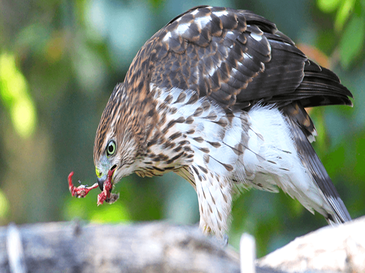 What Do Hawks Eat A Complete Guide Animals Insider   What Do Hawks Eat 