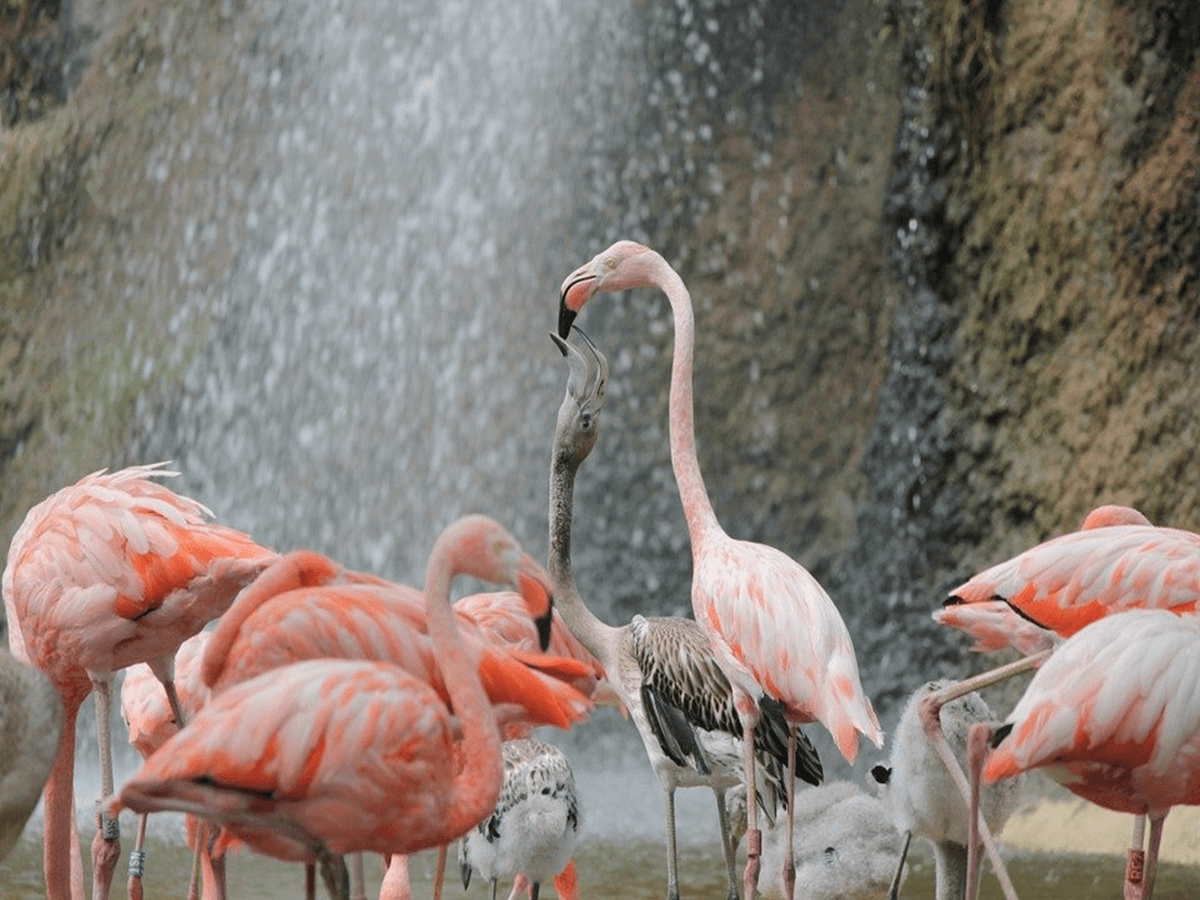 Baby Flamingos: Everything You Need To Know about Baby Flamingos ...