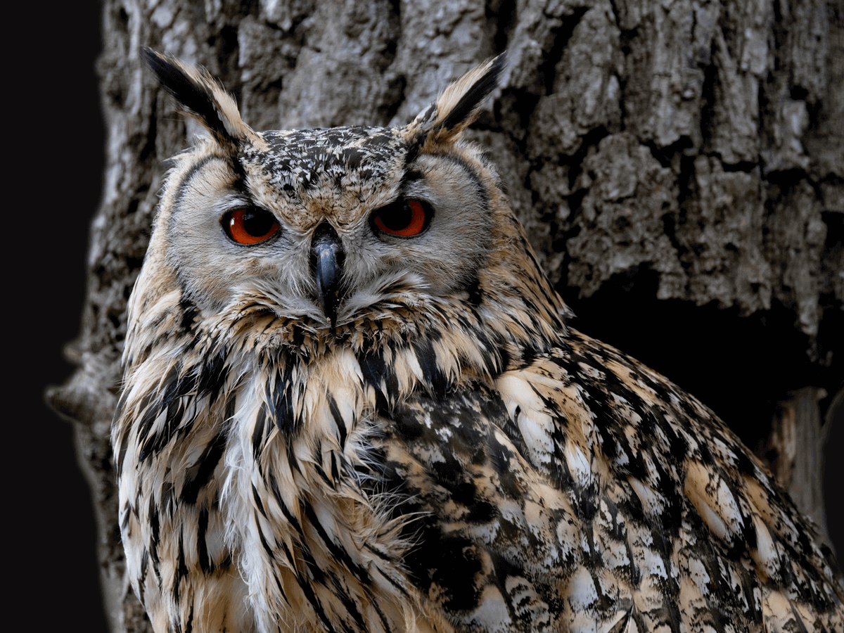 What Do Great Horned Owls Eat A Complete Guide Animals Insider   Great Horned Owl 