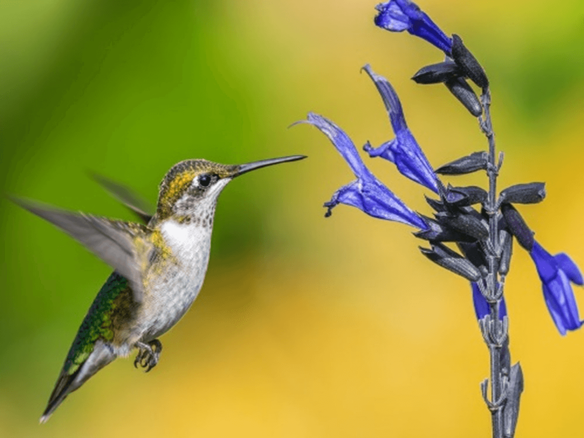 Hummingbird Sleeping Facts Everything You Need To Know About   Hummingbird Sleeping Facts 