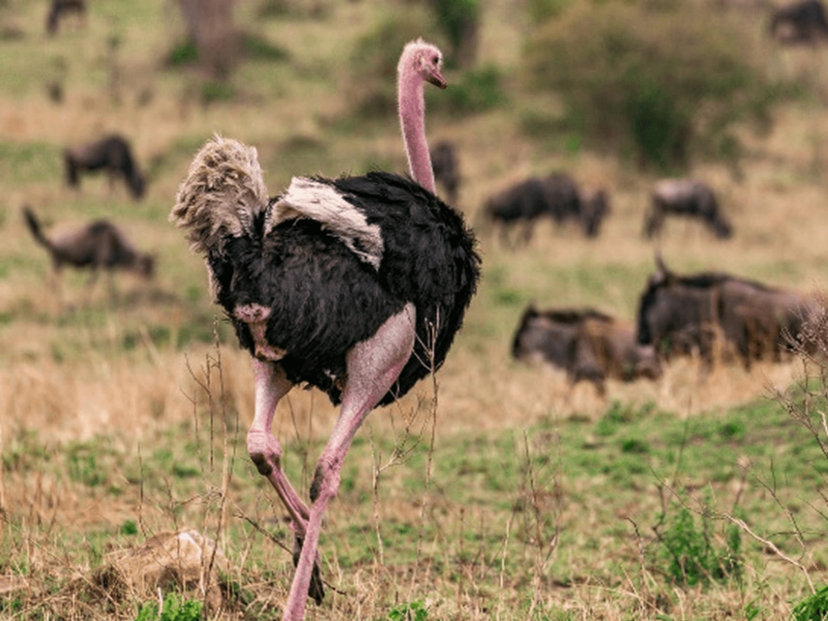 How fast can an ostrich run everything explained animals insider