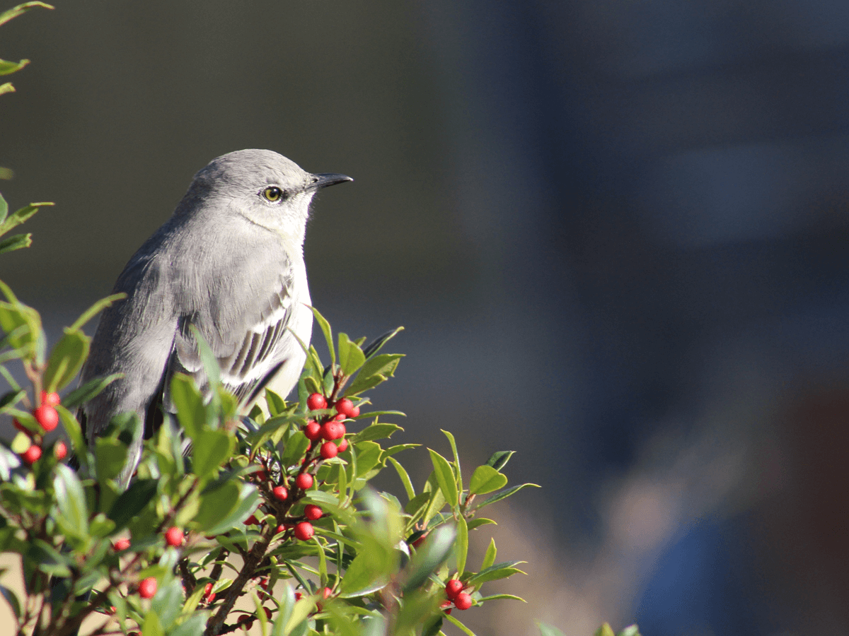 what-do-mockingbirds-eat-a-complete-guide-animals-insider