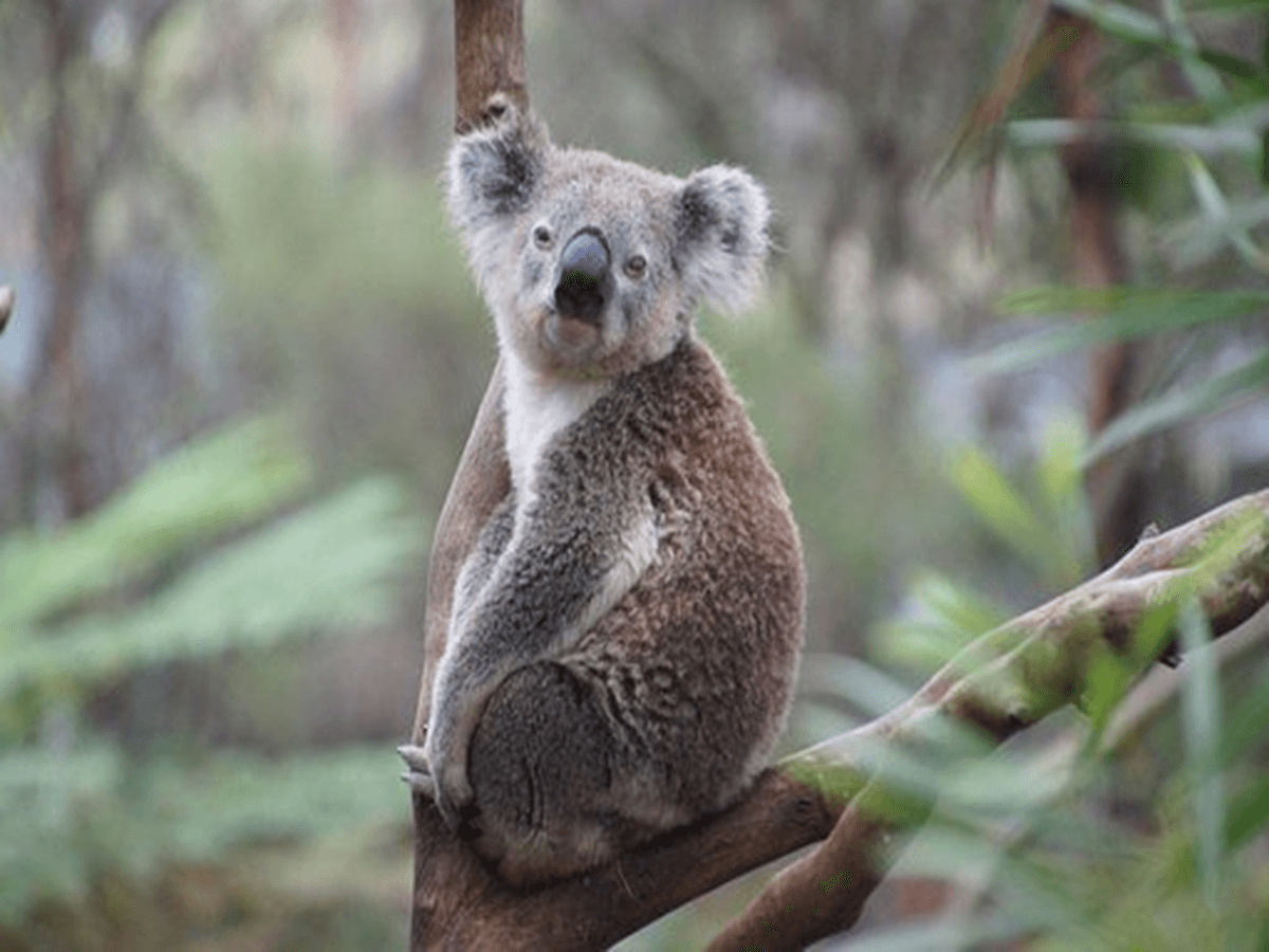 What is a Group of Koalas Called? A Complete Facts About Group of