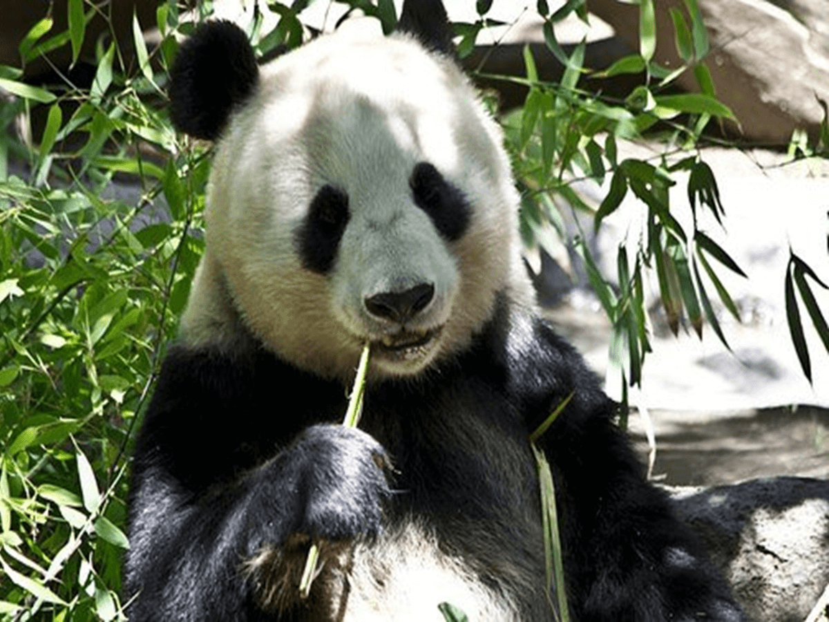 what-is-the-group-of-panda-bear-called-a-complete-facts-about-group