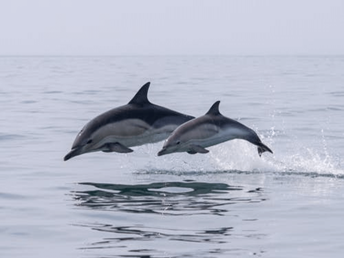 What is a Group of Dolphins Called? A Worth Exploring Group of Dolphins