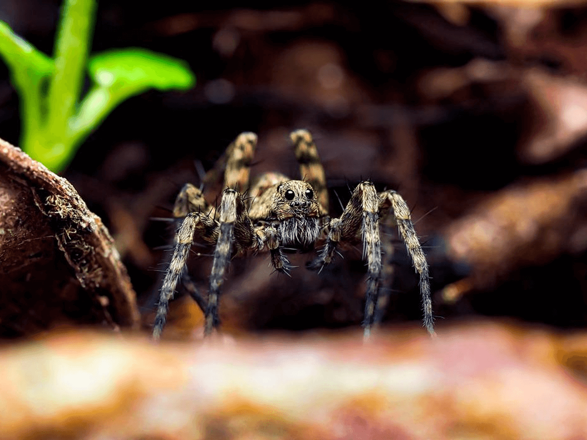 How Long Can A Wolf Spider Live Without Food Or Water