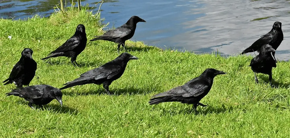 what-is-the-group-of-crows-called-a-worth-exploring-group-of-crows-you