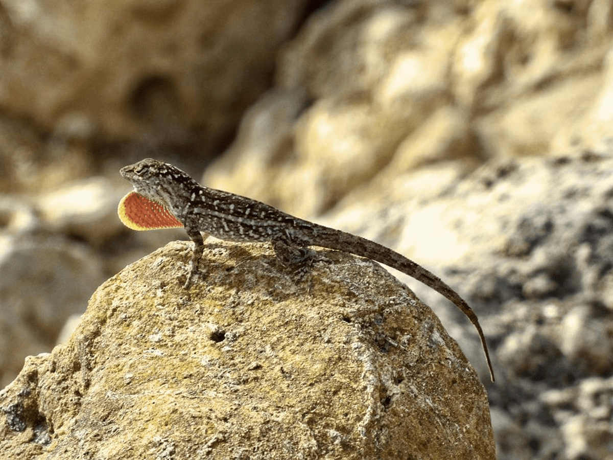 Are Lizards in Florida are Poisonous? Animals Insider