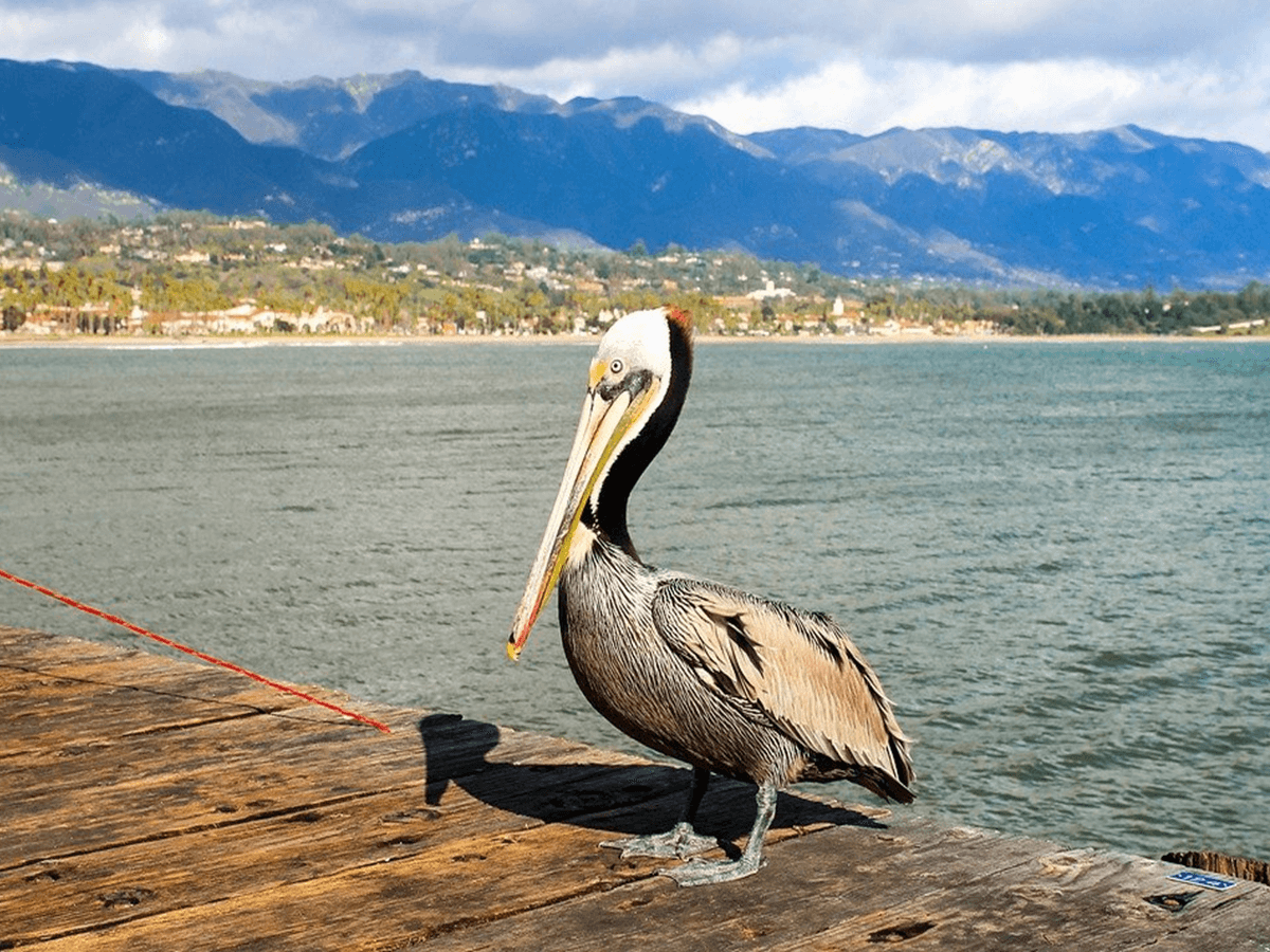 Pelican 2 