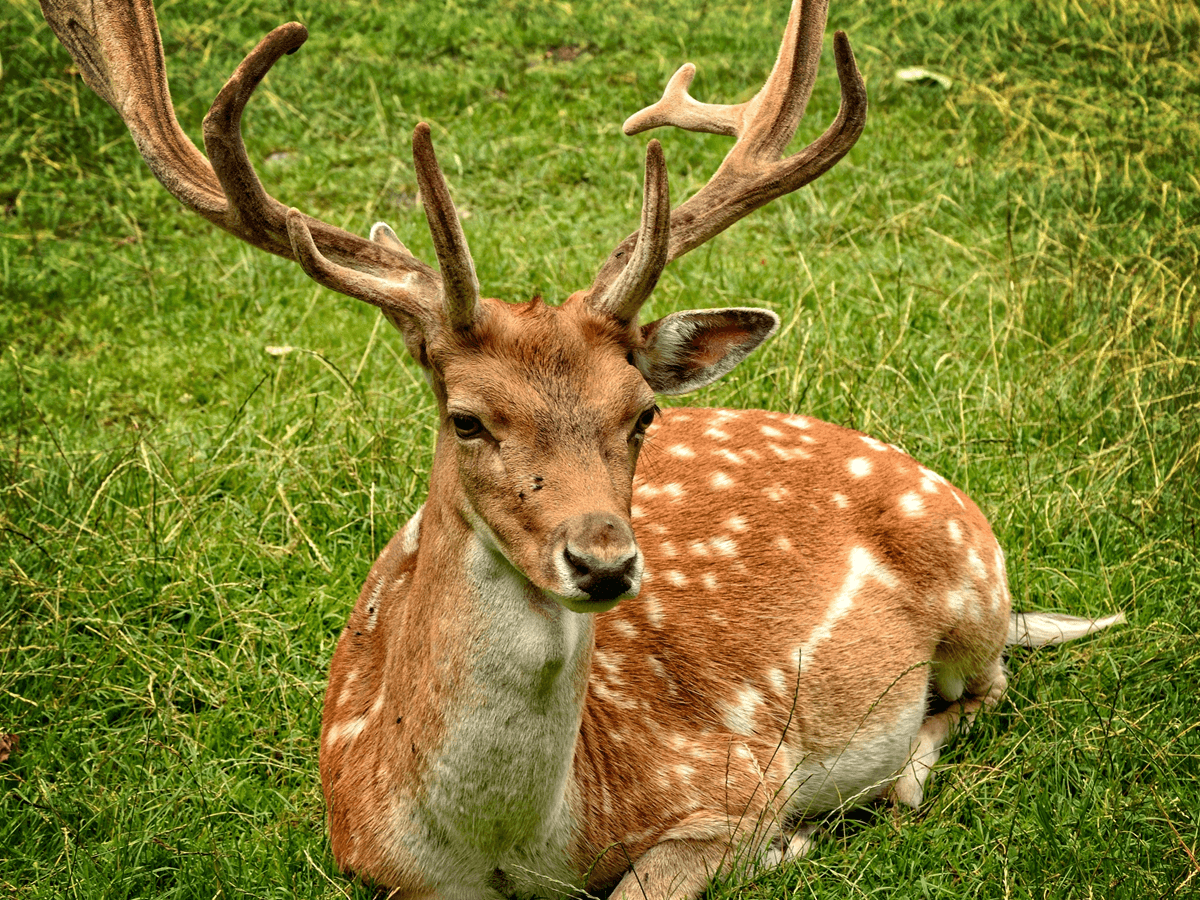Why Deer Have Antlers? What Are the Benefits of Antlers? Animals Insider