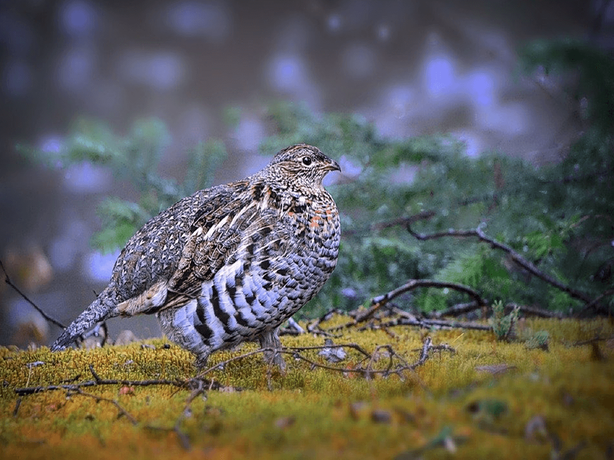 what-is-the-state-bird-of-pennsylvania-animals-insider