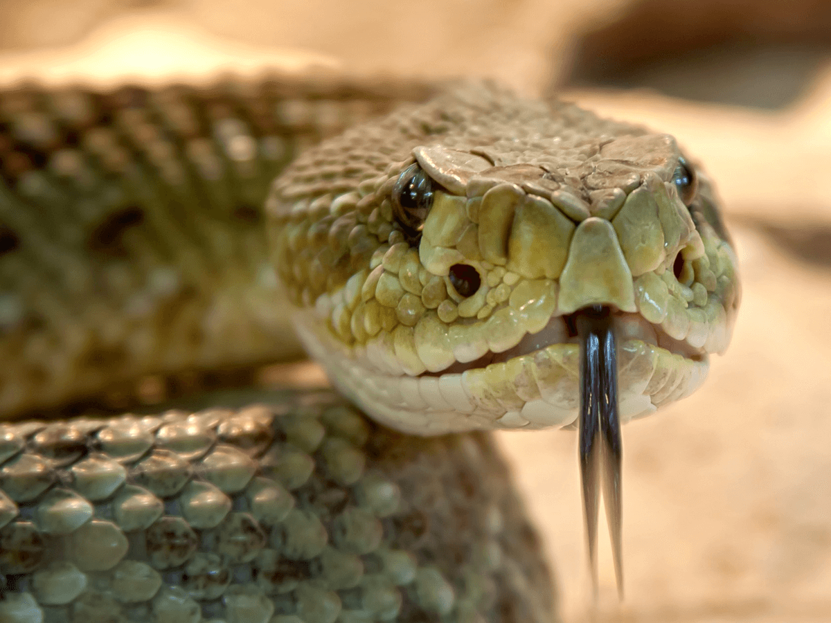 What Shapes are Venomous Snakes’ Eyes? Animals Insider