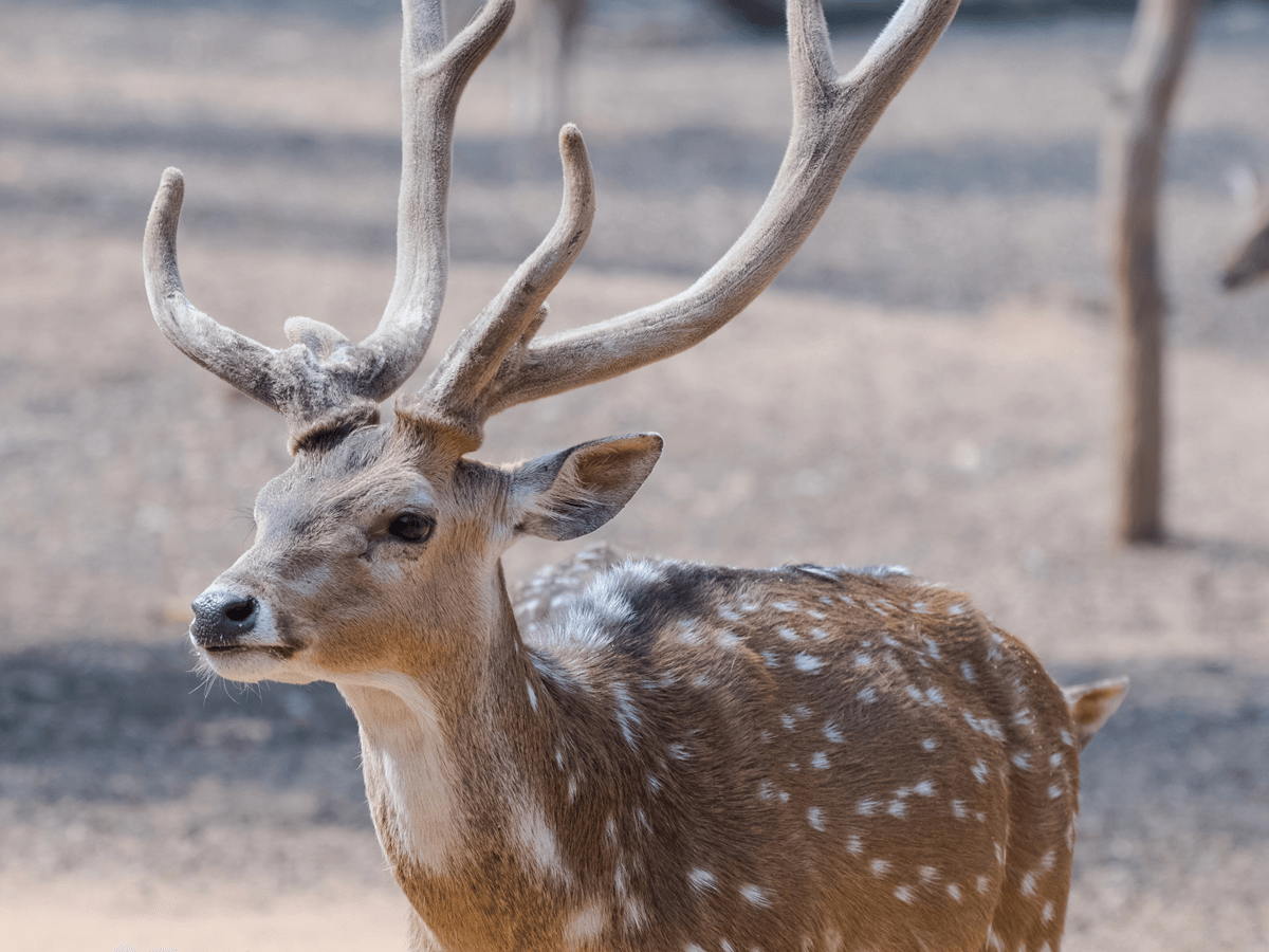 why-do-deer-snort-including-types-of-snort-and-more-animals-insider