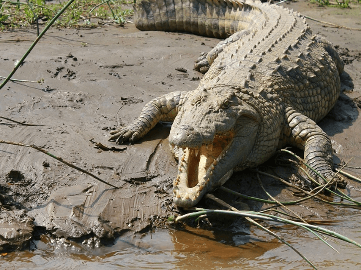 does-an-alligator-have-a-stronger-bite-than-a-crocodile-animals-insider