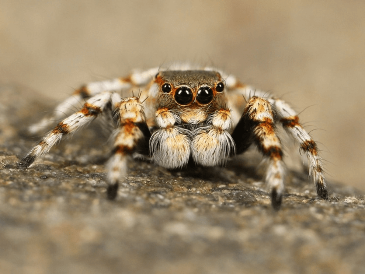 How often are Spiders Found in Bananas? Animals Insider