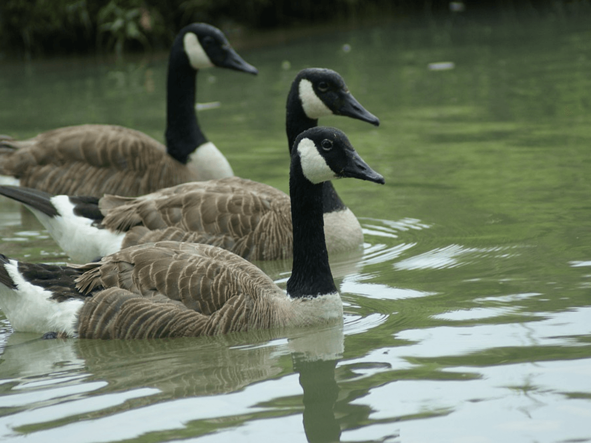 How Long Do Canadian Geese Live? Animals Insider