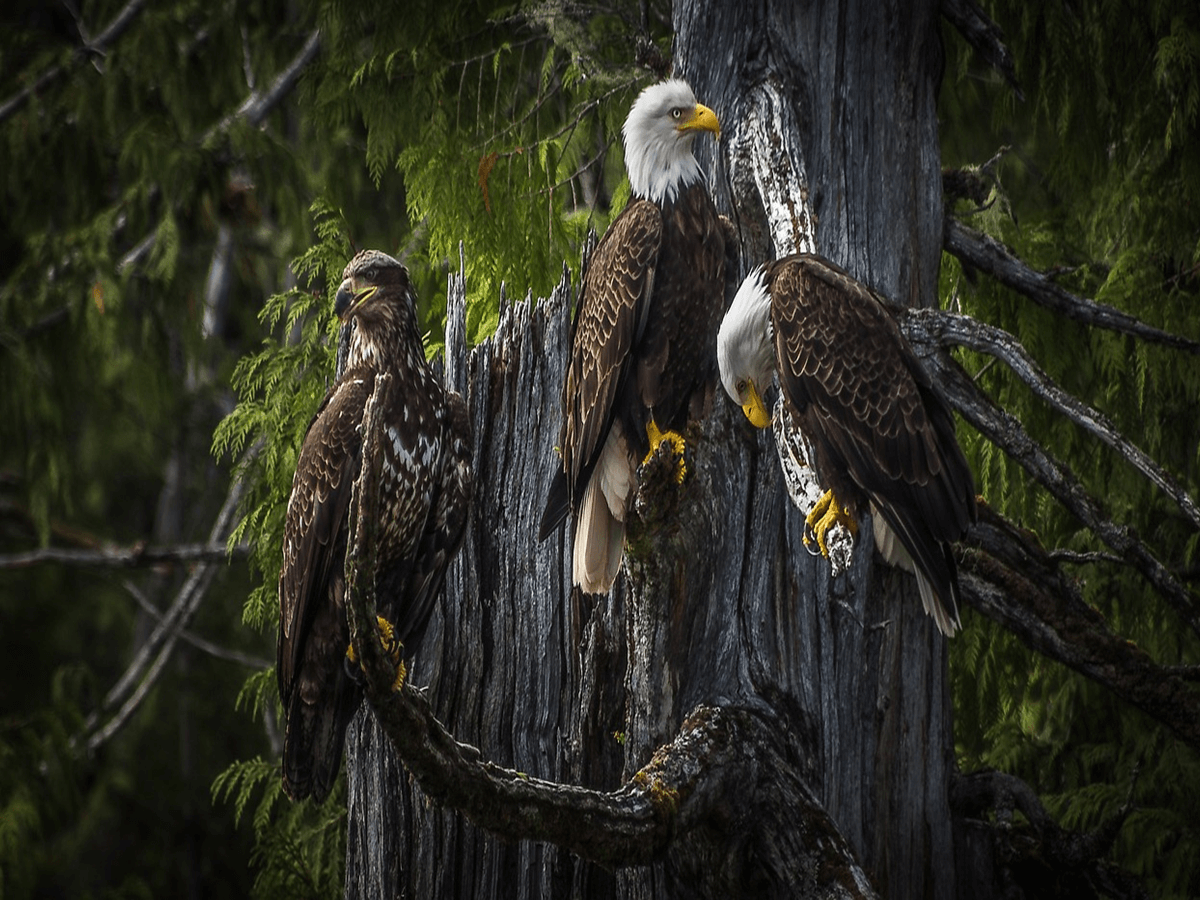 Bald Eagle Nesting - How Big The Size Of Bald Eagle Nesting Is [Here ...