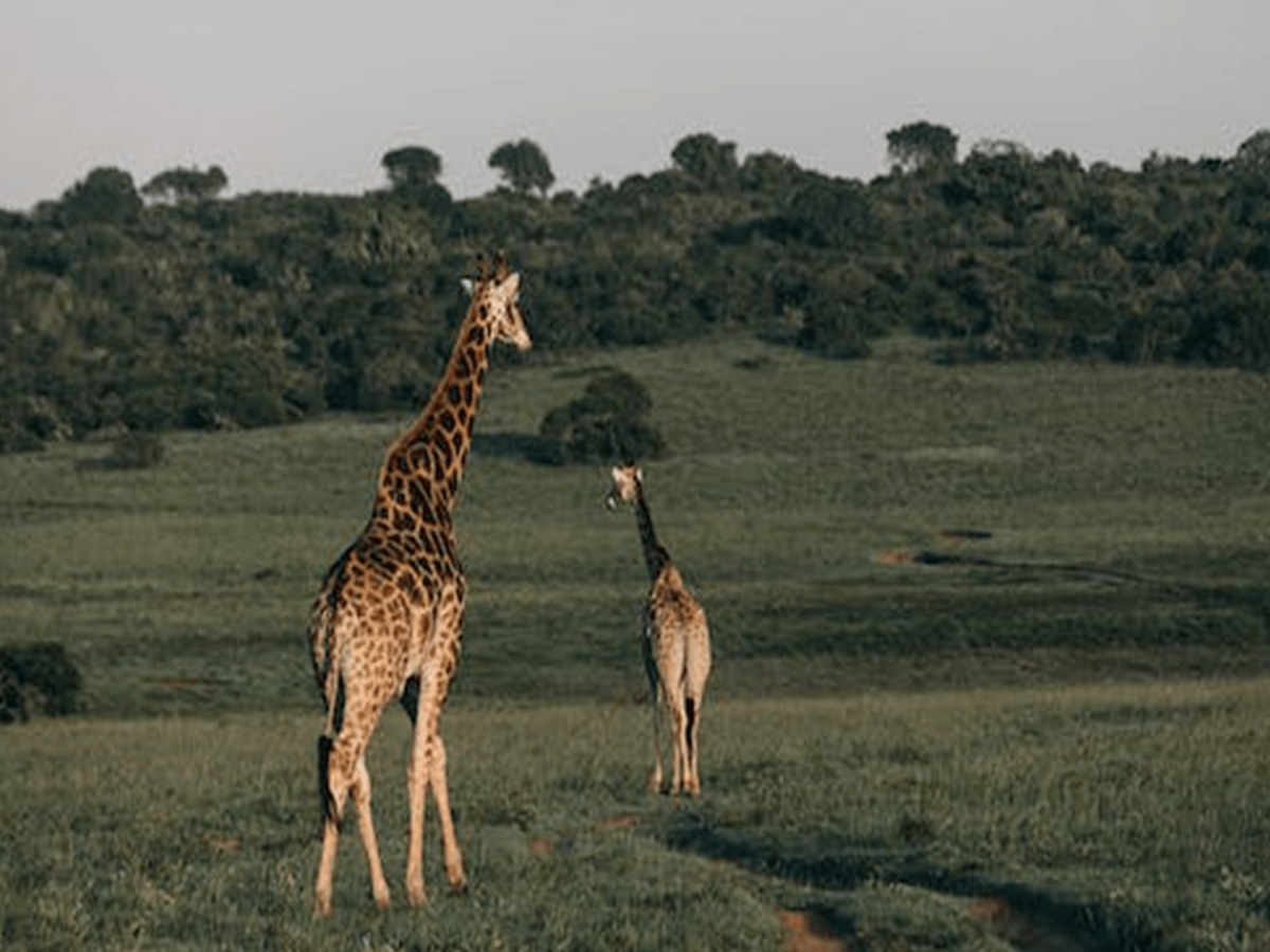 Difference between Male and Female Giraffes - Animals Insider