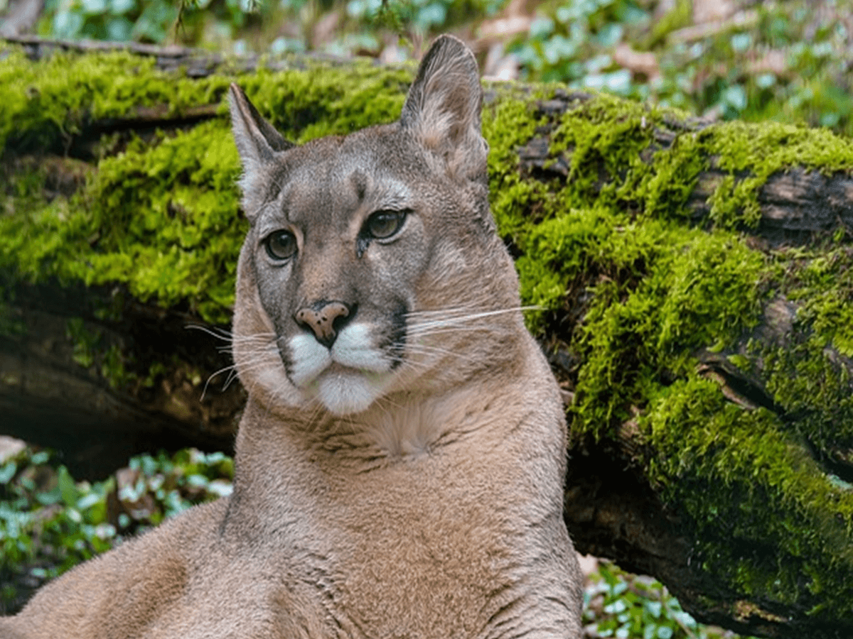 Why do Mountain lions Scream? What is Their Sound Like?[Here are the