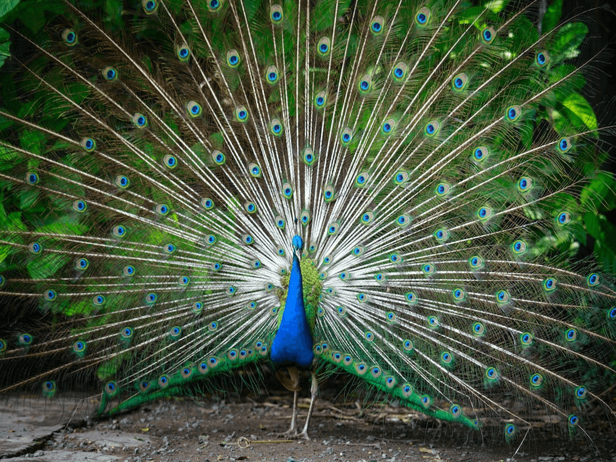 Why Do Peacocks Spread Their Feathers? - Animals Insider